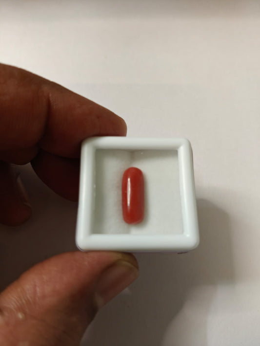 Coral (Moonga) Italian